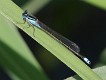 J19_1436 Ischnura heterosticta male